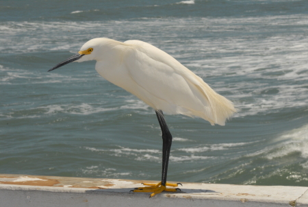 bird on Warf