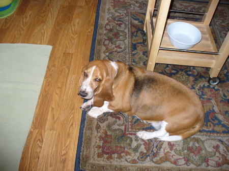 Moni, one of our two bassett hounds.
