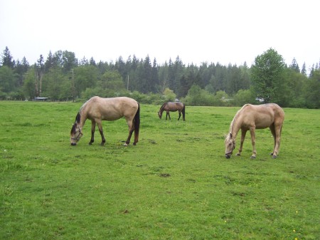 Rainy Day in the pasture 5/20/07