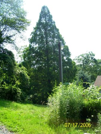 Dads Dawn Redwood