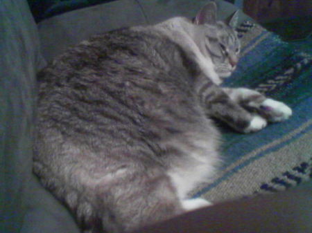 My fat cat