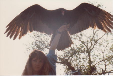 turkey vulture