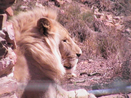 Lion on ATV Safaria