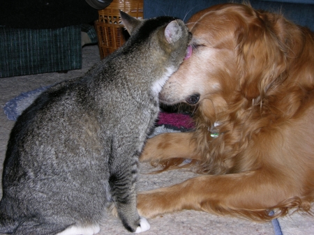 Bailey getting a lick'in from the cat