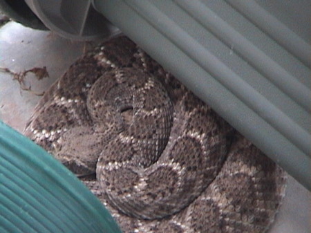 Look what we found on our patio 4th of july 06