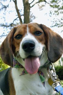 Baxter the Beagle