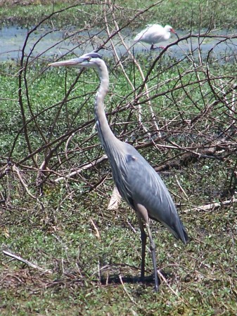 Great blue heron