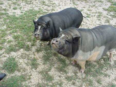 Freddie and Flossie