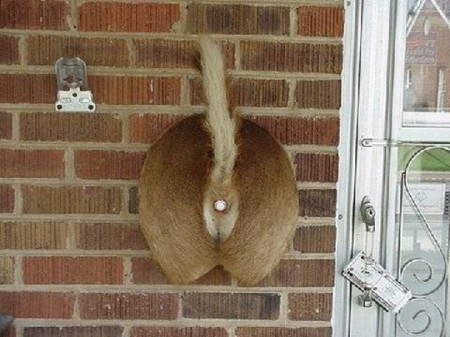 Deer Butt Door Bell