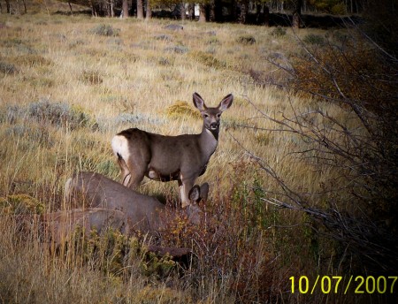Deer on Wild Horse Ranch