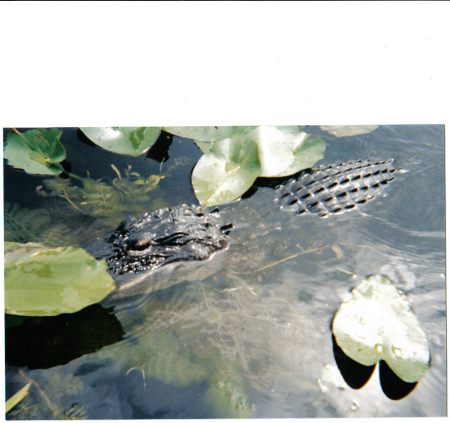 A Crocidile in the Everglades