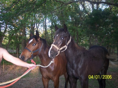 Our Horses