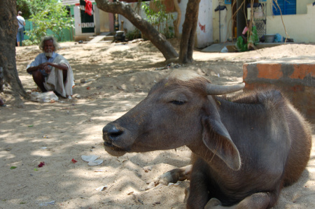 cow and old man: kapruchuma, India