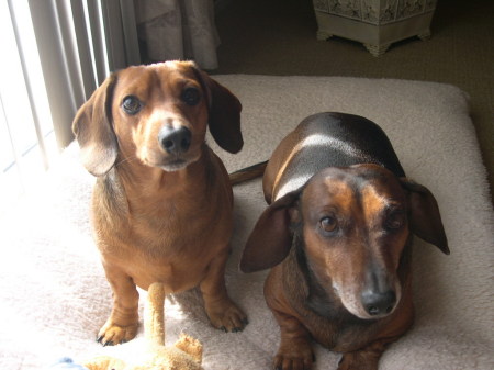 Our Dogs - Red & Chipper