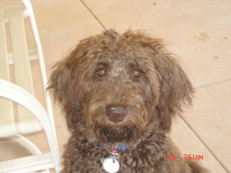 OUR "DOODLE" FREDDY, WHAT A GOOFBALL!!