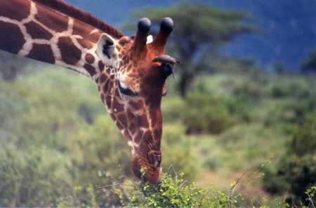 giraffe