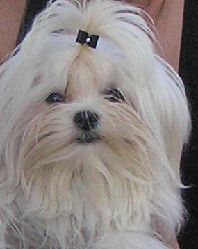 Maltese