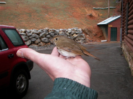 Bird in palm