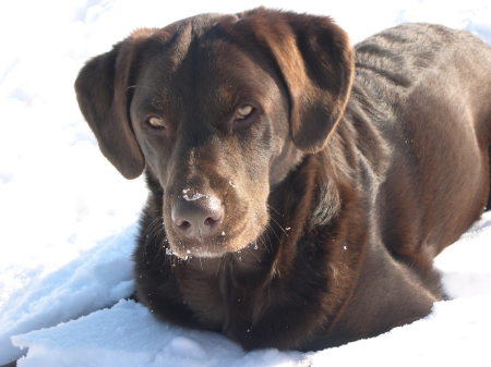 Emma my Chessy/lab mix