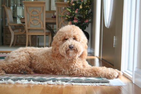 Charlie, our Labradoodle