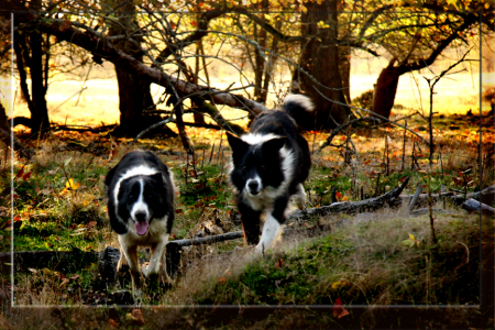 Border Collies