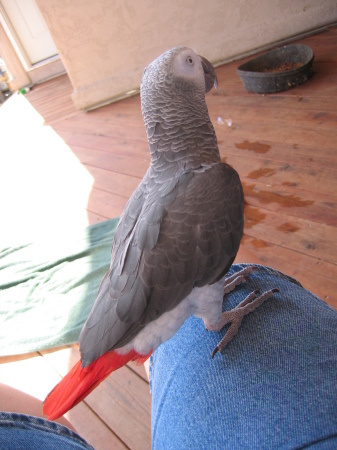 Domino - my parrot