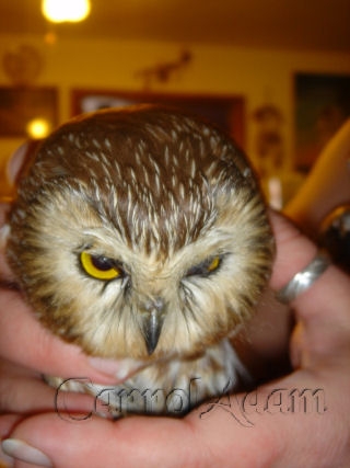 Pymgy Owl