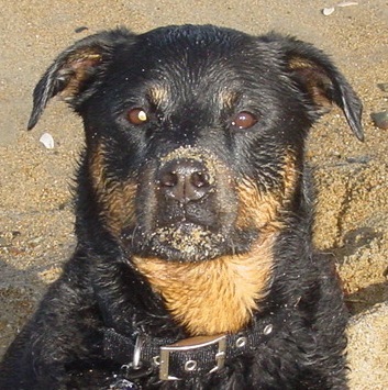 Tasha - my baby, she loves the beach!