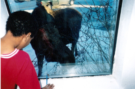 Danny watching the moose eating our front yard bushes