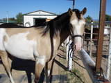 My filly Sundae ~ 20 months and 15 H ! still perfect !