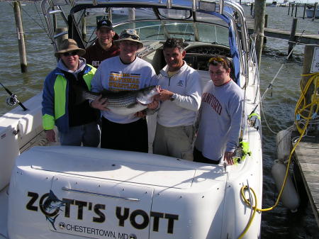 Chesapeake Bay Stripers