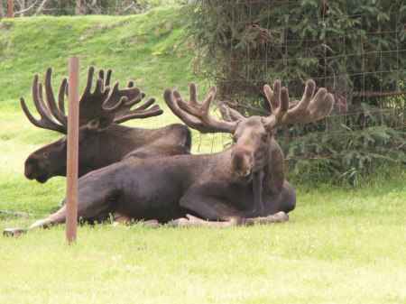 Moose Visit our back yard at Bearadise Isle