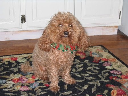 My Cockapoo, Brandy