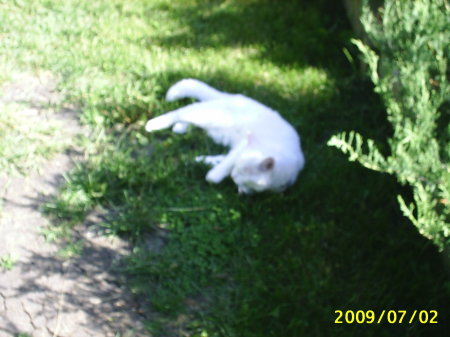 one of our cats snowy