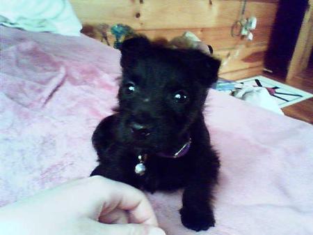 Scottish Terrier Puppy