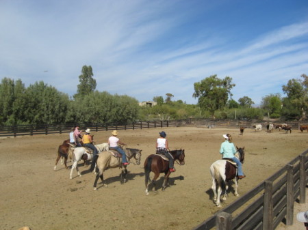 Team Penning, Wickenberg, AZ