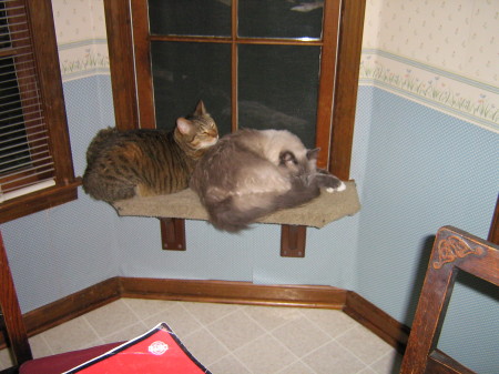 Our Cats, Bubba and Tink enjoying their window seat.
