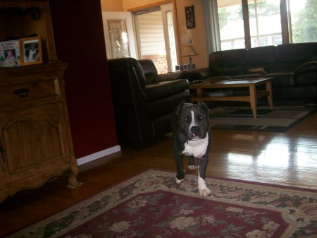 My dog Tyson!