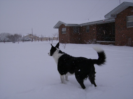 Our boarder collie waiting for the storm