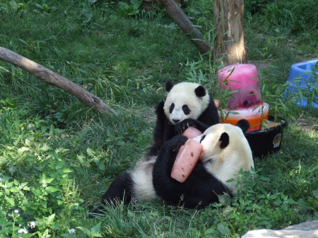 Tia Shan (national zoo baby)