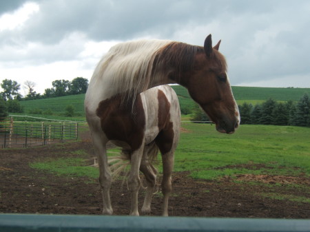 stetson