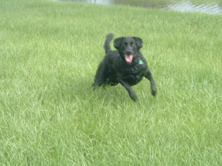 My Room-mate...Shadow the Wonder Dog