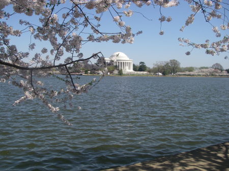 CHERRY BLOSSOMS IN DC