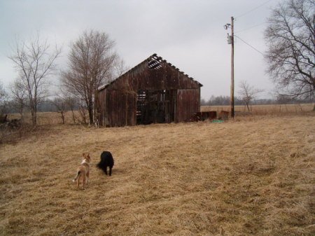 my dogs at the farm