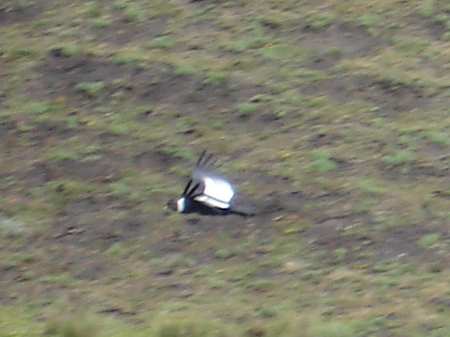 Andean Condor