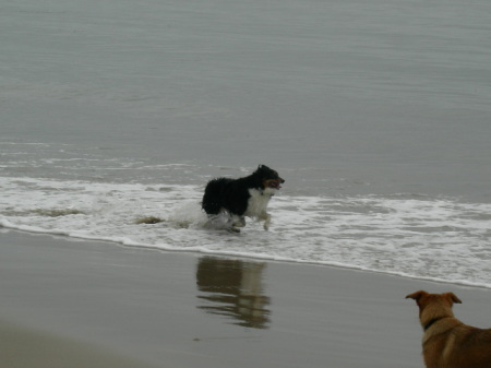 My mini Aussie Dakota and  coyote dog Roxy on the beach 2007