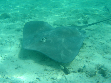 stingray