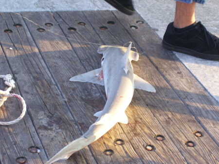 hammer head shark   jax beach pier june 4 2008