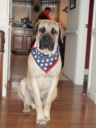 Patriotic Hank