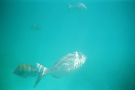 Snorkeling in Cabo!